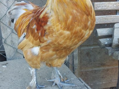 Bild 3:Sulmtalerhahn und Zwerghahn abzugeben