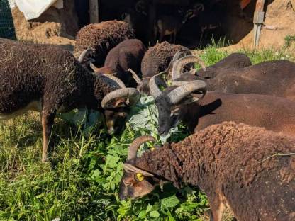 Bild 9:Soayschafe (Bio)