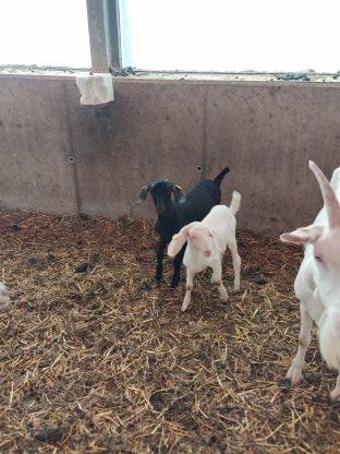 Bild 2:Junge Anglonubier Böcke zu verkaufen