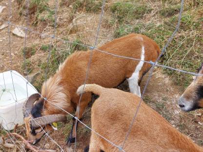 Bild 2:Kamerunschafe