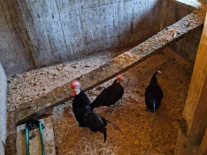 Bild 3:3 Stk. Zwergspanier