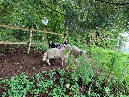 Bild 6:4 Böcke Krainer Steinschafe
