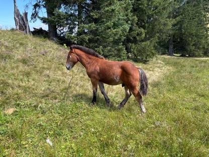 Bild 3:Norikerhengstfohlen