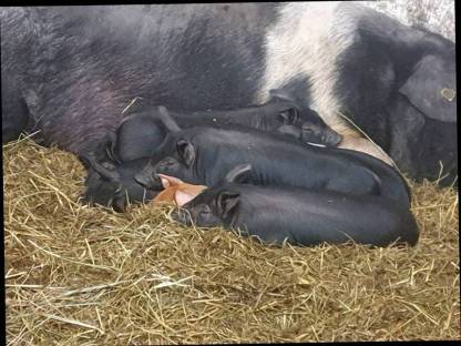 Bild 4:Duroc Iberico Berkshire Schwäbisch Ferkel