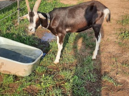 Bild 8:Bündner Strahlenziegenböcke