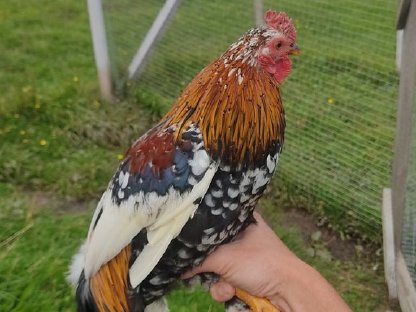 Bild 2:Bayerischer Landzwerghahn