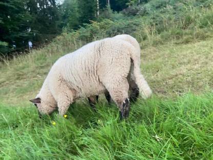 Bild 2:Shropshire Schafböcke und zwei Weibchen