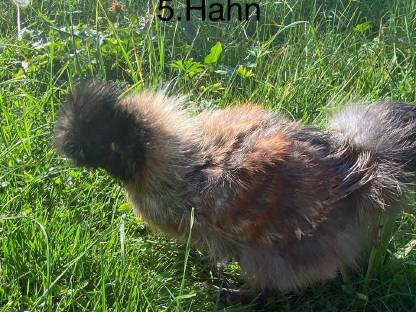 Bild 8:Seidenhühner