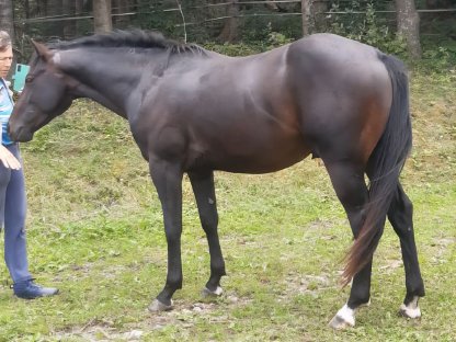 Bild 8:2,5-jähriger Quarter Horse Hengst
