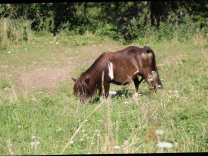 Bild 8:Minishetty Prämienstute mit oder ohne Fohlen
