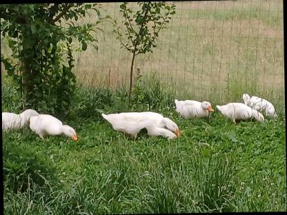 Bild 5:Landenten,Moschusenten,Laufenten