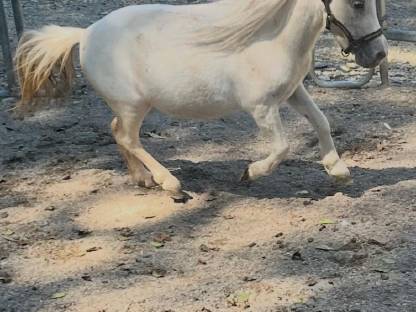 Bild 2:Super liebes kinder pony