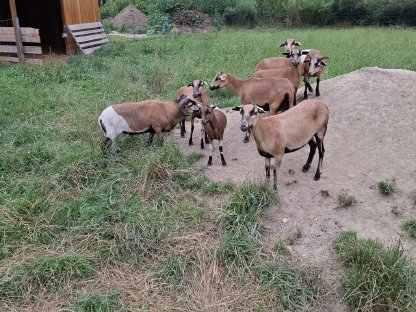 Bild 5:Kamerunschaf (Lamm) männlich