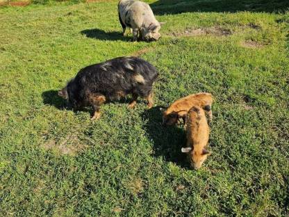 Bild 4:Kune Kune Schweine