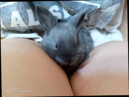 Bild 3:Zwergkaninchen