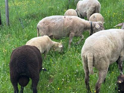 Bild 3:Jura Kreuzungslämmer