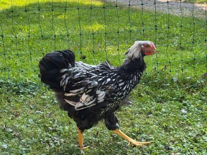 Bild 2:Wyandotten Hähne