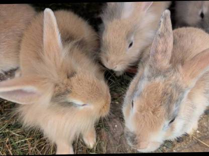 Bild 3:Löwenkopf Zwergkaninchen in allen Farben