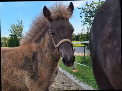 Bild 6:Windfarbenes Isi-Stutfohlen