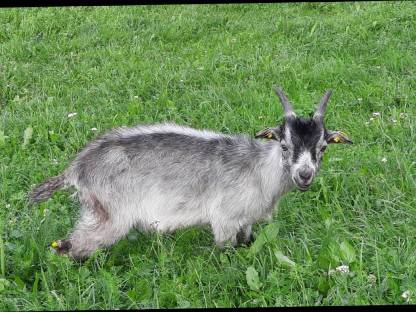 Bild 4:Blobeziegenkitz männlich