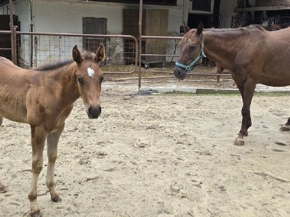 Bild 2:Quarter Horse Zuchtstute mit Hengstfohlen bei Fuß