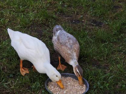 Bild 2:Landentenpärchen