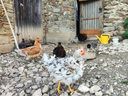 Freundlicher Strupphuhn-Hahn abzugeben