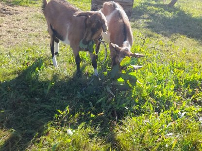 Verkaufe Steirische Scheckenziegen