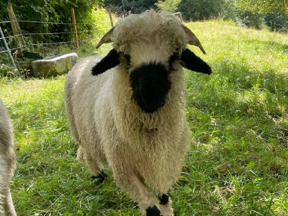 Bild 5:Walliser Schwarznasenschafbock reinrassig