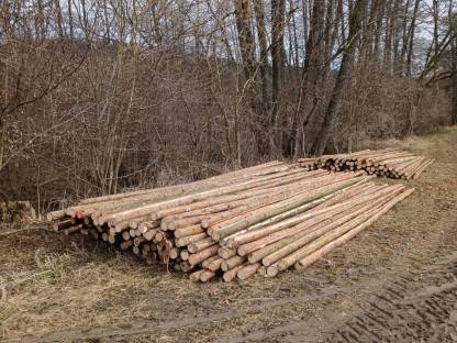 Bild 2:Fichtenstangen