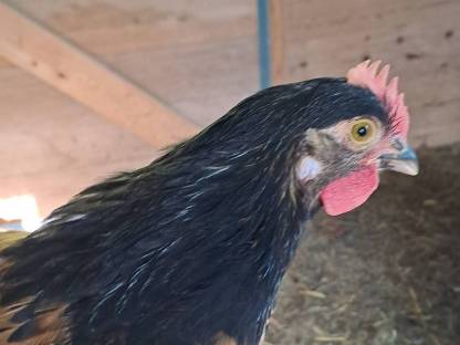 Bild 2:Junge Vorwerkhähne