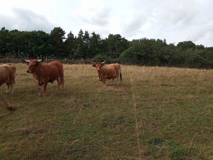 Bild 3:Cachena Rinder abzugeben