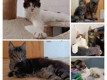 Maine Coon Babys