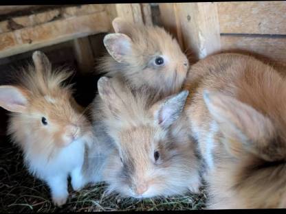 Bild 5:Löwenkopf Zwergkaninchen in allen Farben