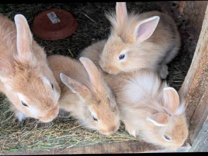 Bild 6:Einige schöne Löwenkopf-Zwergkaninchen
