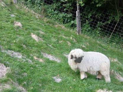 Bild 3:Walliserschwarznasen Widder