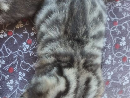 Bild 3:Katzenbabys bald zu vergeben