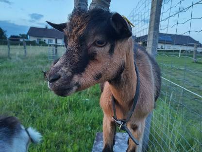 Bild 3:Einjährige Passeirer Goaß