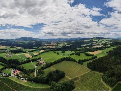 Bild 3:Nordmanntannen/Christbäume