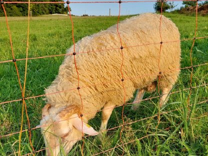 Bild 2:Waldschaf Jungwidder zu verkaufen