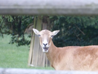 Bild 5:Mufflon, Mufflonwidder