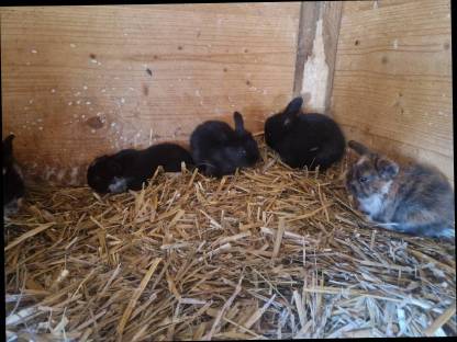 Bild 5:Zwerghasen Widder