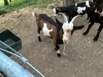 Bild 3:Tauernschecken-Böcke für Hobby