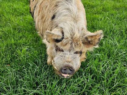 Kune Kune Schweine
