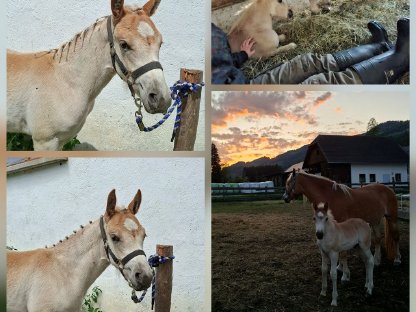 Bild 3:Haflingerfohlen der Sonderklasse