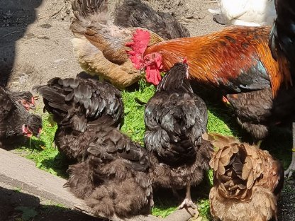 Bild 5:Verschenken Seidenmischlings-Hühner