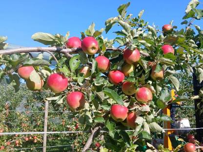 Bild 2:Äpfel: Tafel- und Pressobst