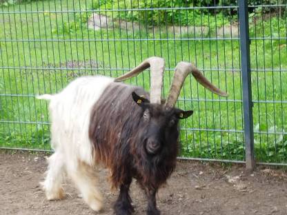 Walliser Ziegen