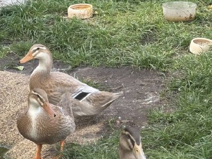 3 Peking-Orpington Enten Mix abzugeben