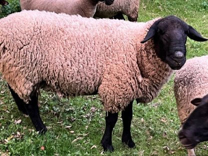 Suffolkwidder, bio